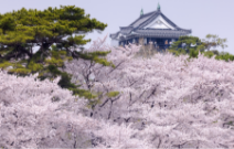 岡崎城のデートスポット画像-2