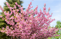 円山公園のデートスポット画像-2