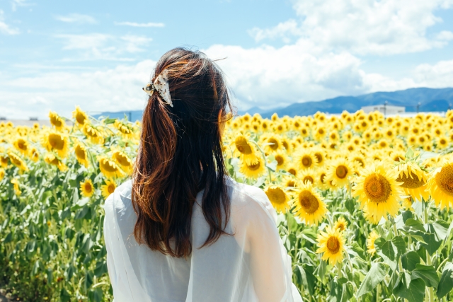 ひまわり畑に立つ女性の後ろ姿