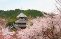 吉野の千本桜のデートスポット画像-1
