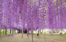 あしかがフラワーパークのデートスポット画像-1